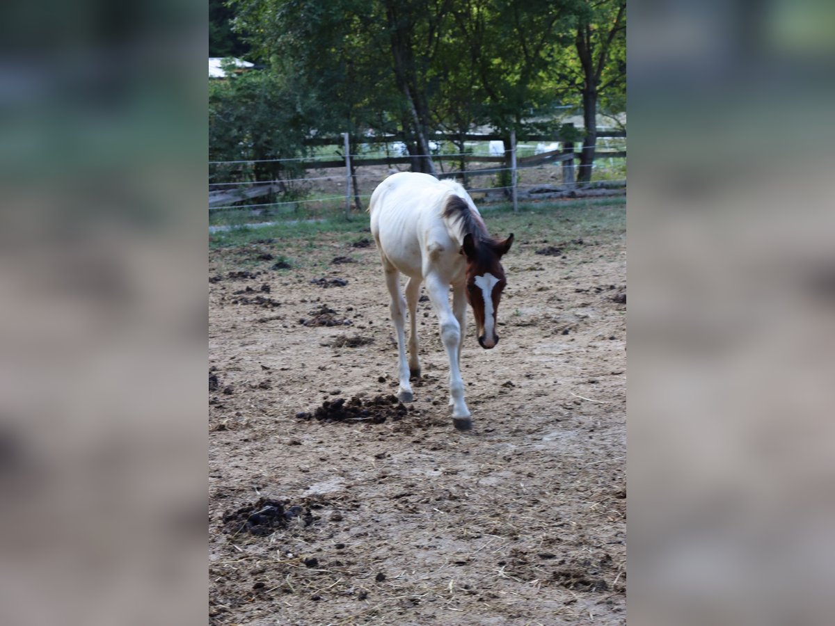 Paint Horse Mestizo Semental 1 año 147 cm Pío in Schönau an der Triesting