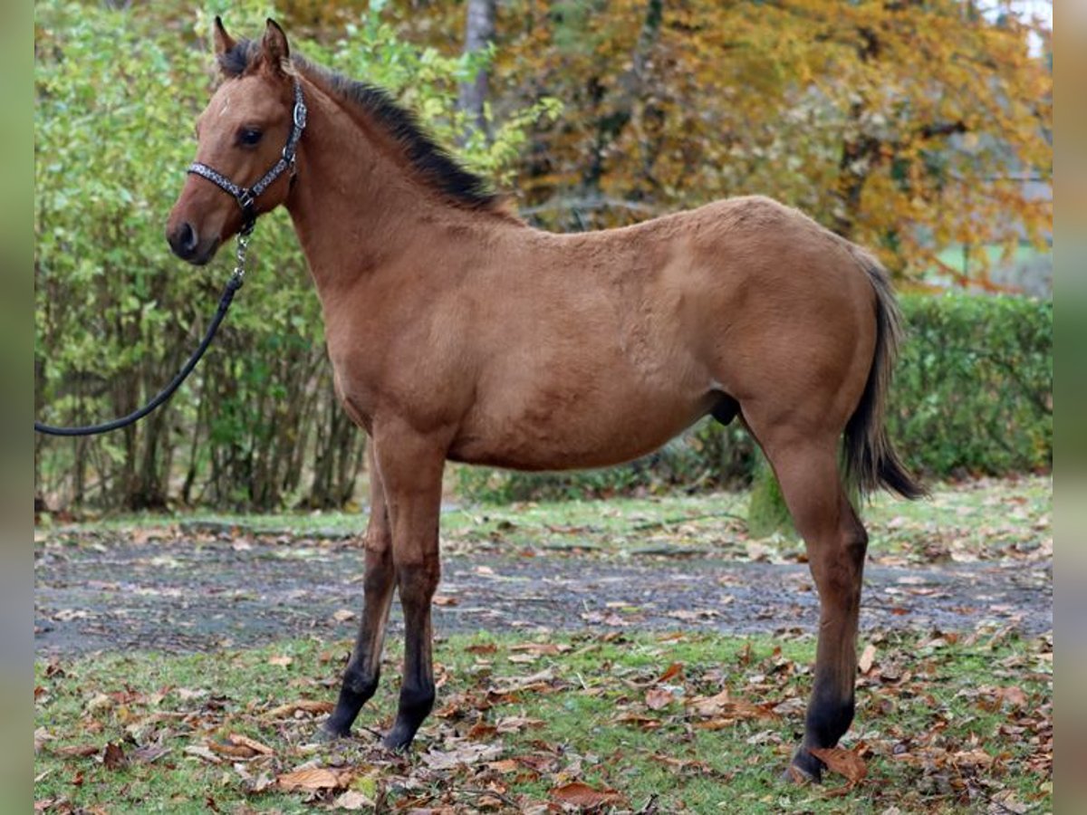 Paint Horse Semental 1 año 150 cm Castaño in Hellenthal