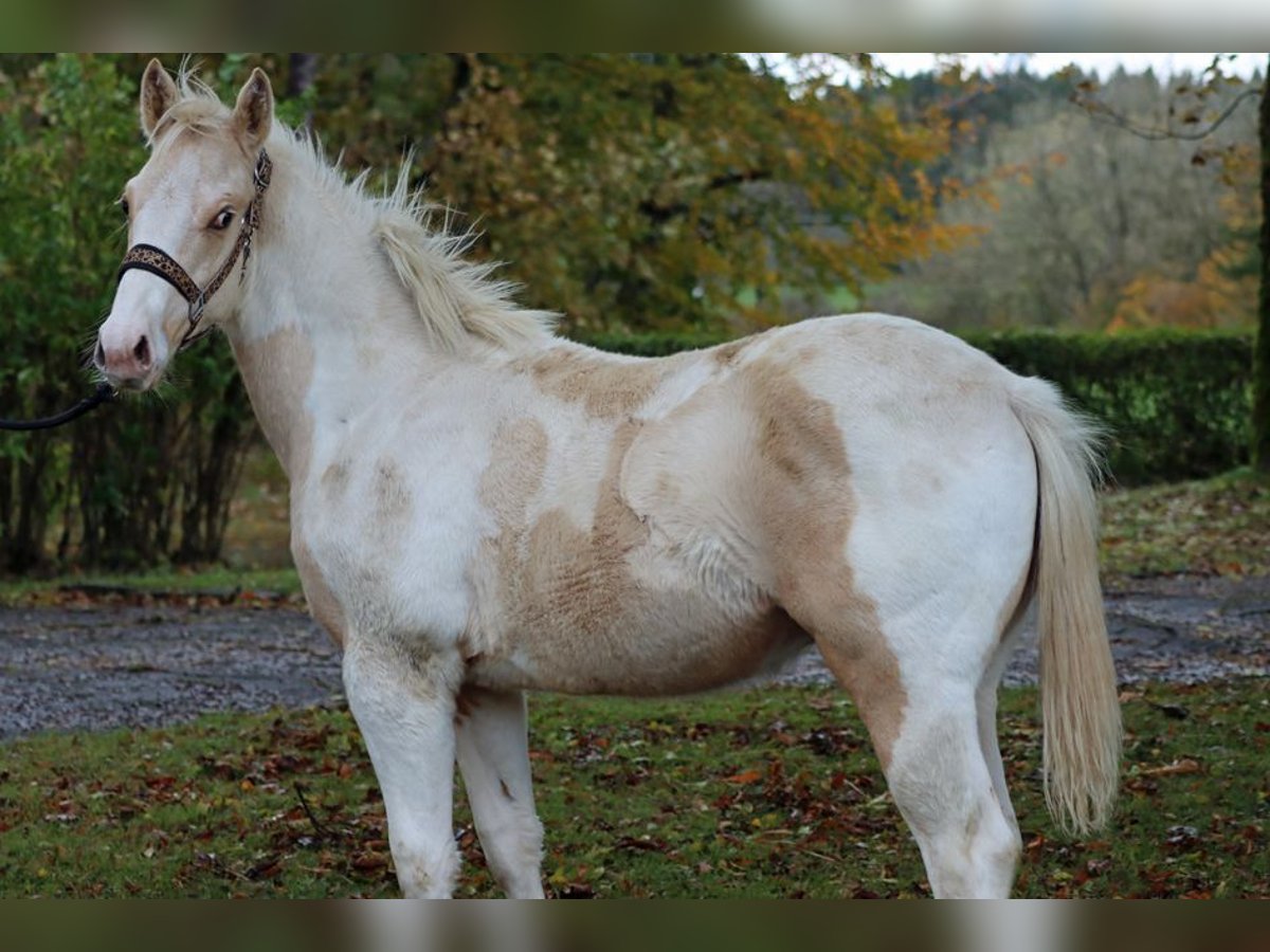 Paint Horse Semental 1 año 150 cm Tobiano-todas las-capas in Hellenthal