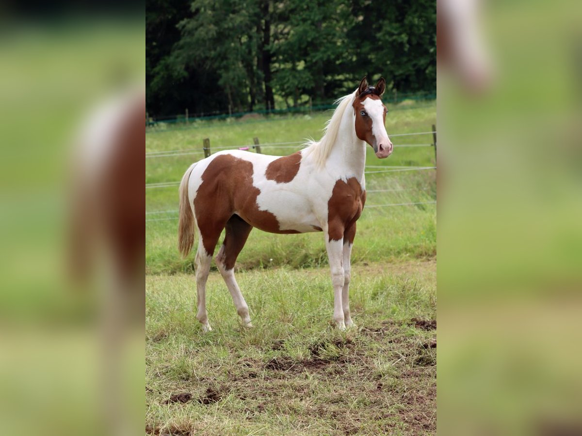 Paint Horse Semental 1 año 152 cm Tovero-todas las-capas in Hellenthal