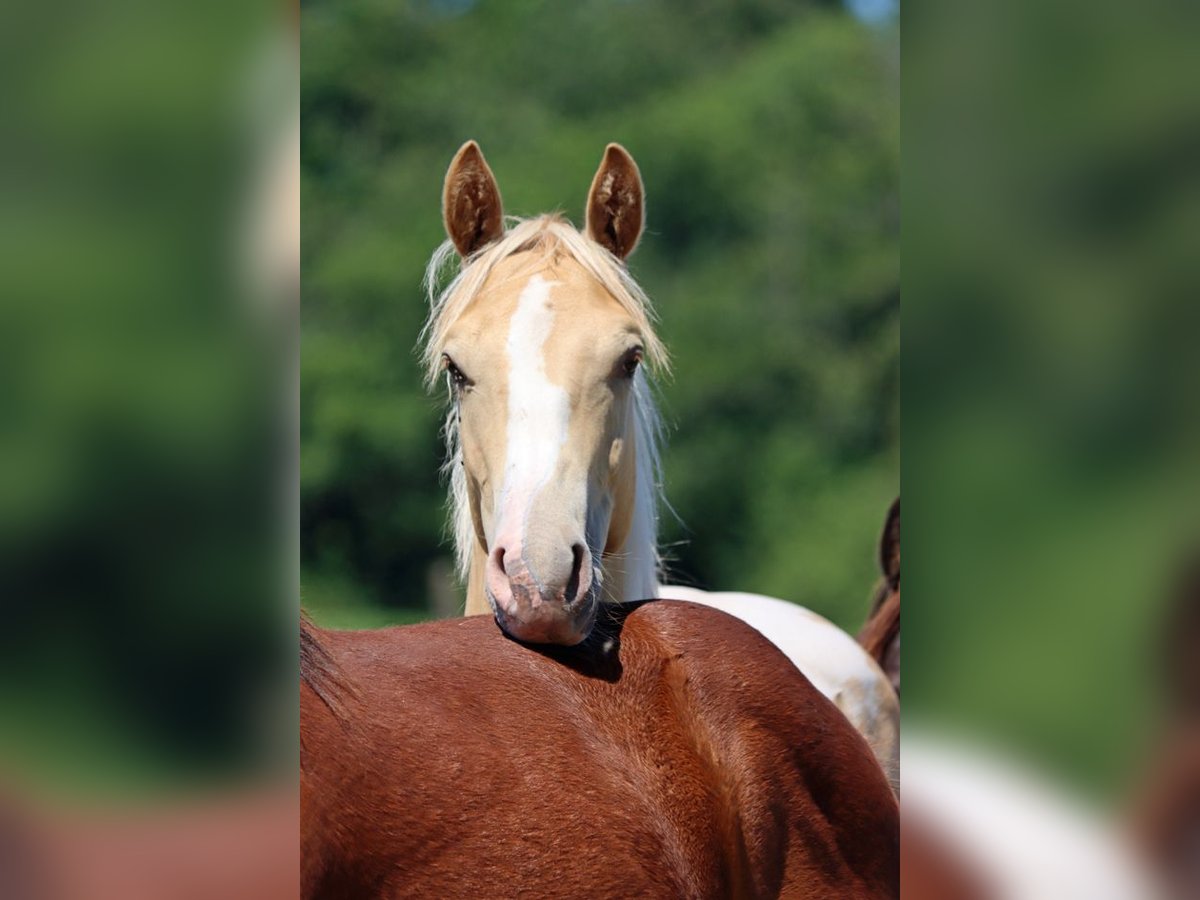 Paint Horse Semental 1 año 153 cm Champán in Hellenthal
