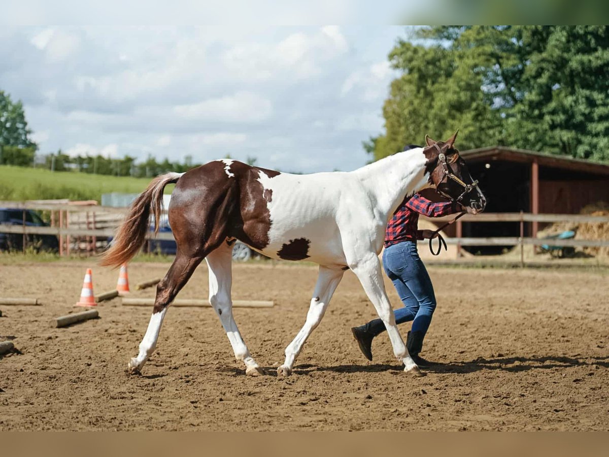 Paint Horse Semental 1 año 163 cm Tovero-todas las-capas in Zakupy