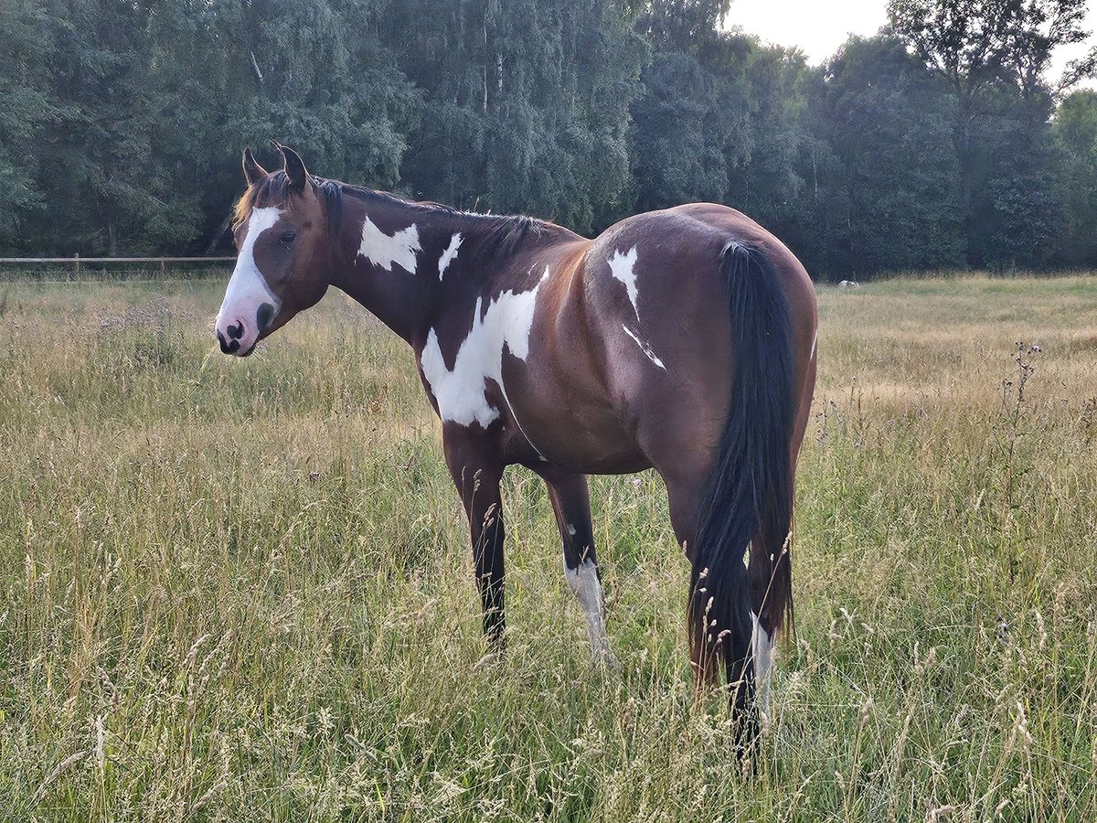 Paint Horse Semental 2 años 152 cm Overo-todas las-capas in Langerwehe