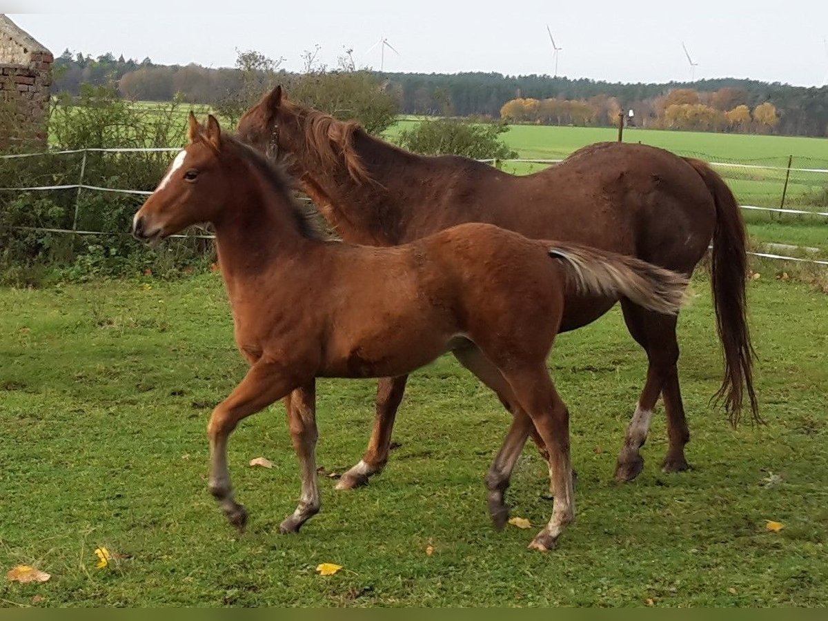 Paint Horse Semental 2 años 155 cm Castaño claro in HenningenDähre