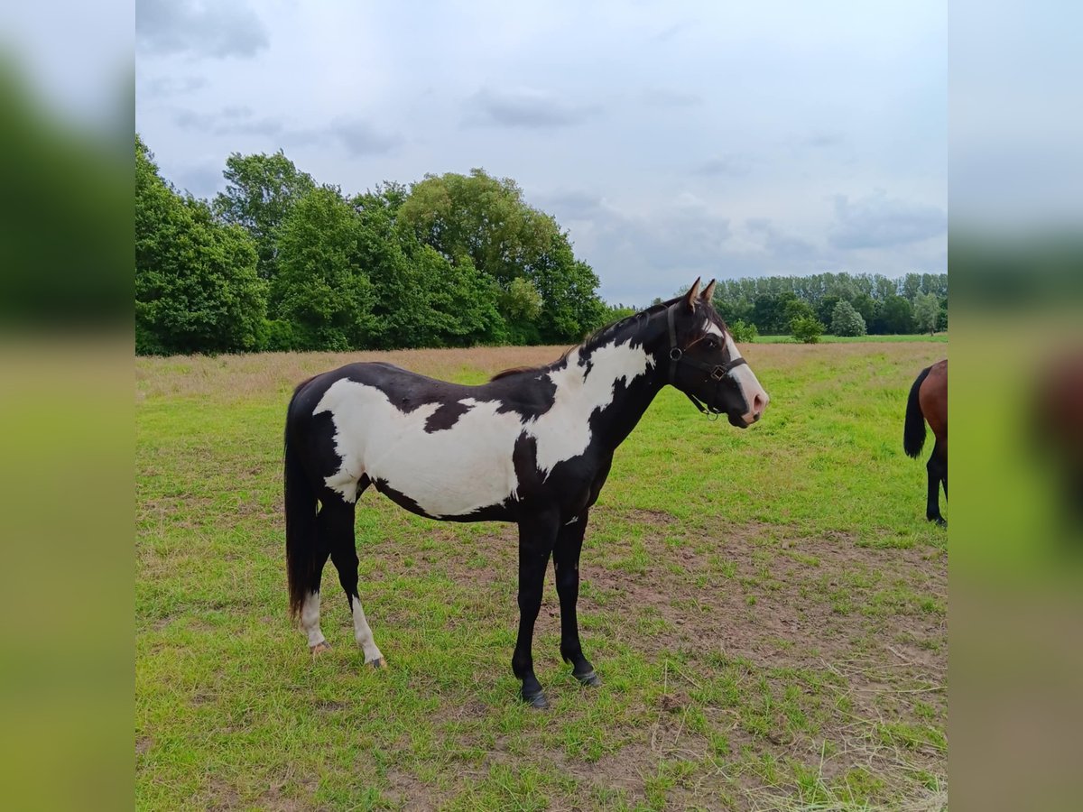 Paint Horse Semental 2 años Overo-todas las-capas in Zele