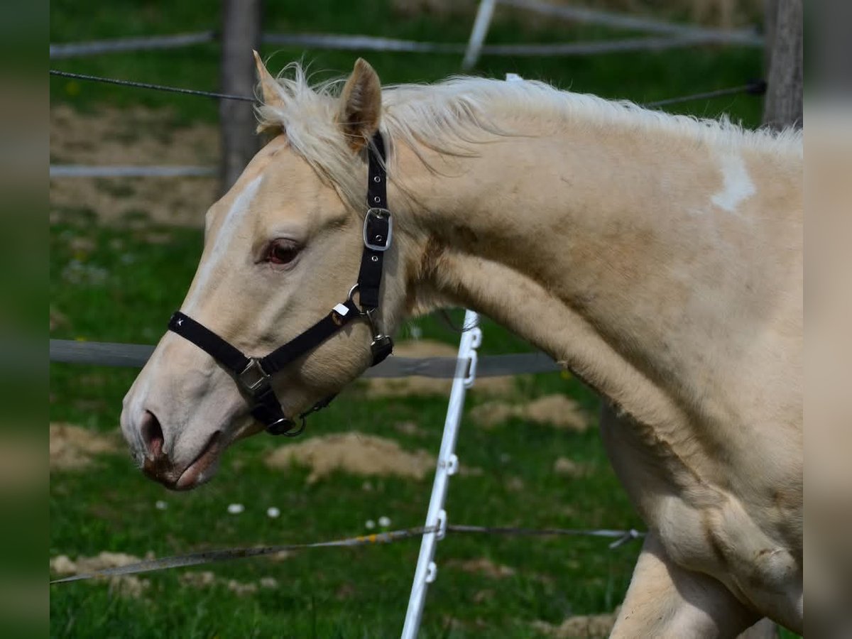 Paint Horse Semental 3 años 148 cm Champán in Buchbach