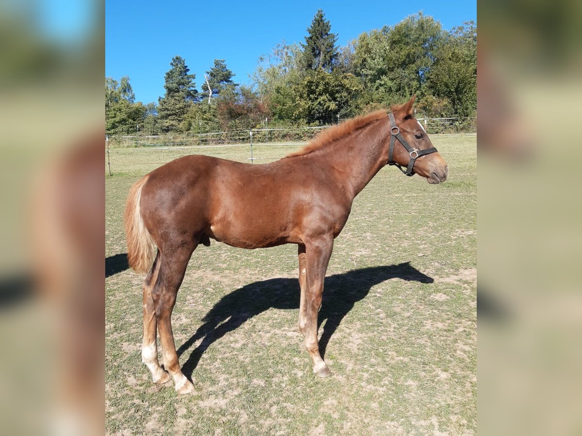 Paint Horse Semental Potro (04/2025) 148 cm Alazán in Erbendorf