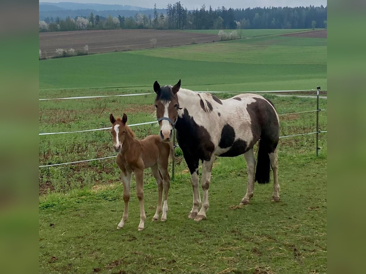 Paint Horse Semental  148 cm Alazán in Erbendorf