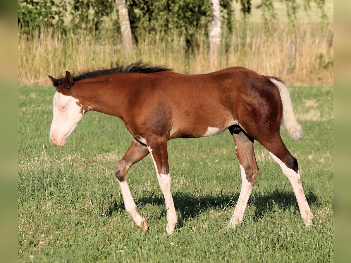 Paint Horse Semental  148 cm Castaño in Bautzen