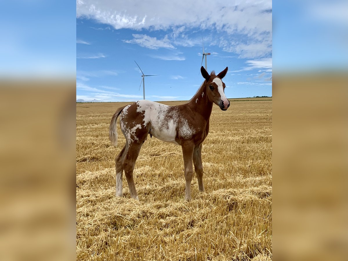 Paint Horse Mestizo Semental Potro (06/2024) 150 cm Overo-todas las-capas in Simmern