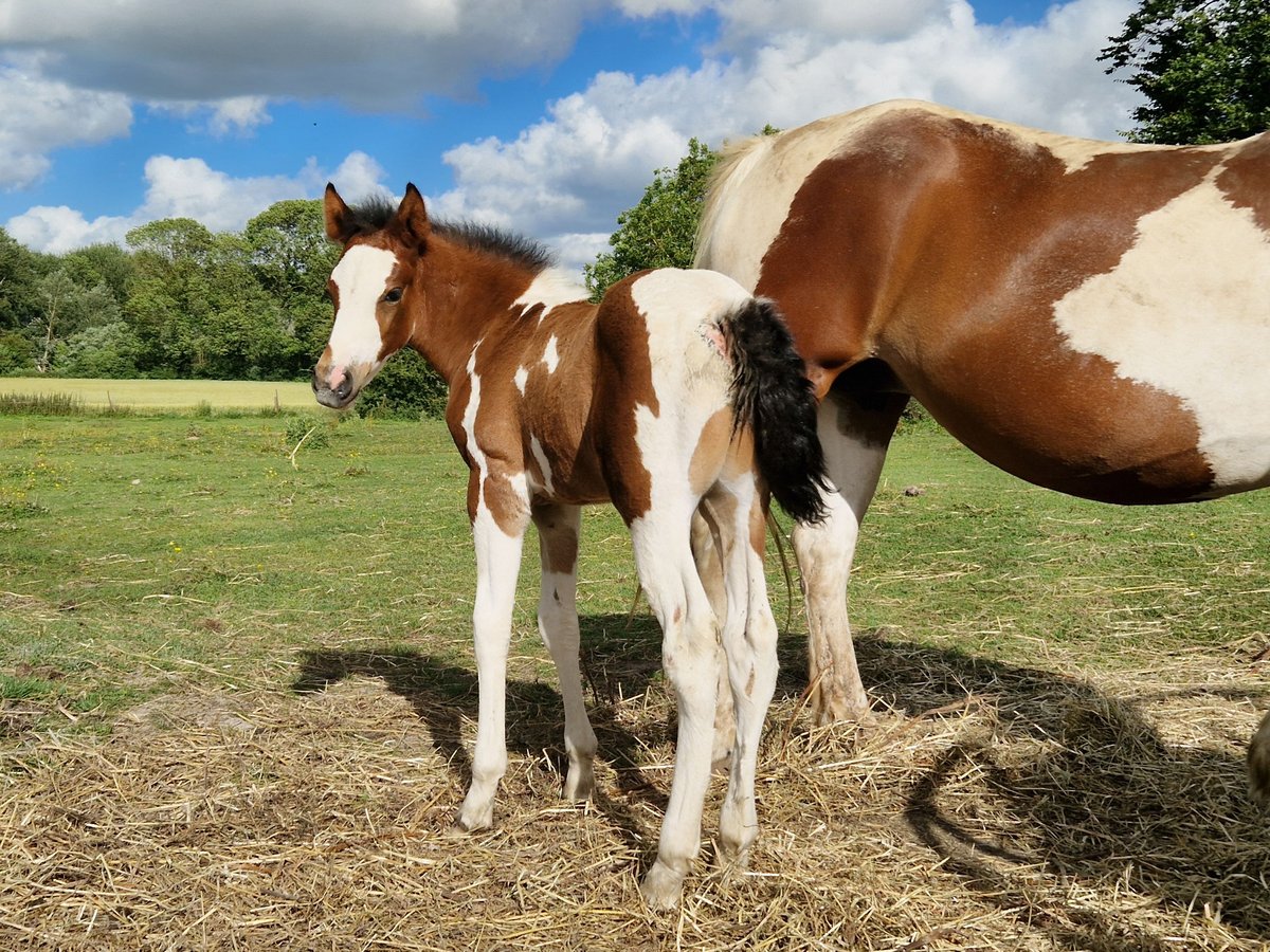 Paint Horse Mestizo Semental Potro (06/2024) 150 cm Pío in Agnières