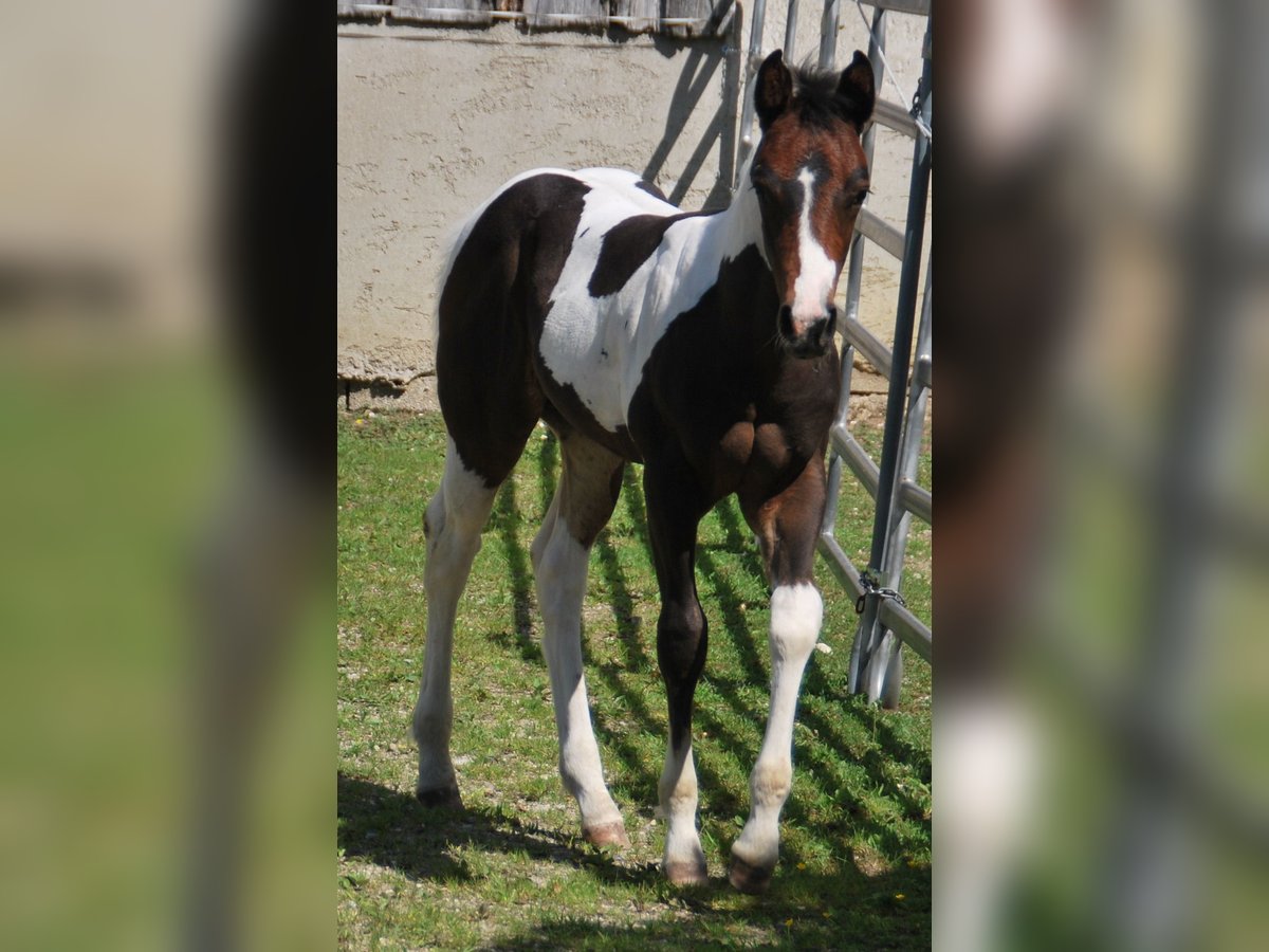 Paint Horse Semental  156 cm Tobiano-todas las-capas in EgmatingEgmating