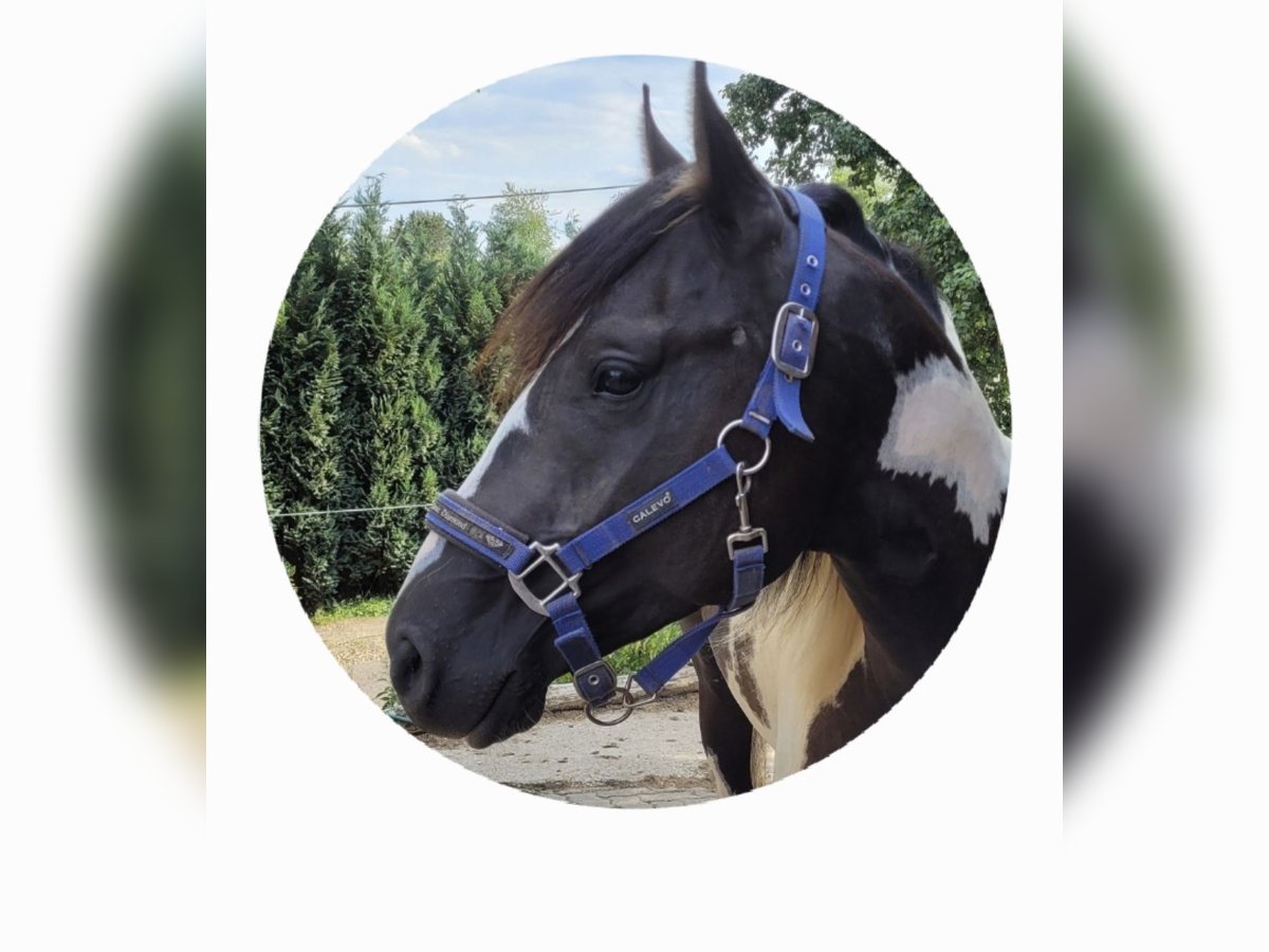 Paint Horse Semental in Windeck