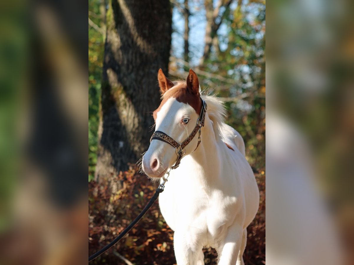 Paint Horse Stallion 1 year 14,2 hh Overo-all-colors in Hellenthal