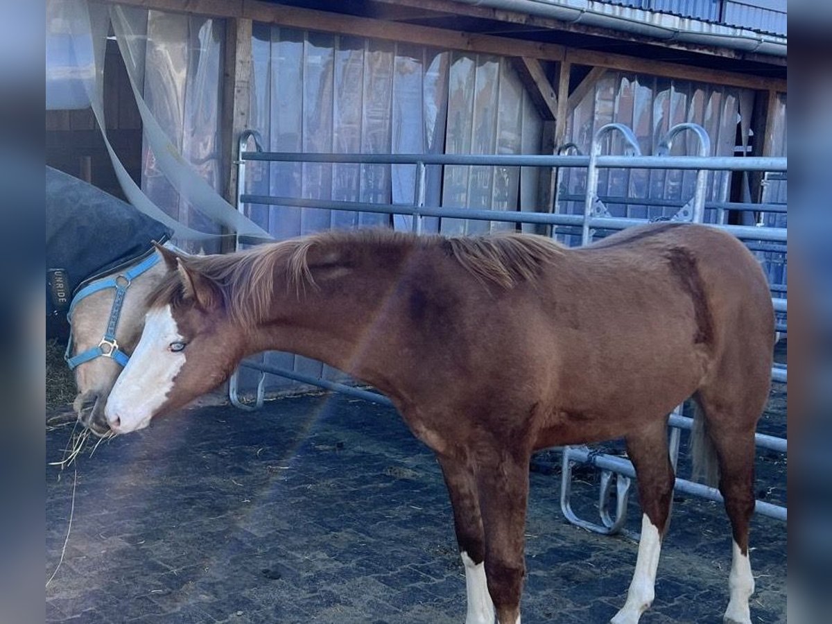 Paint Horse Stallion 1 year 14,2 hh Red Dun in Vilseck