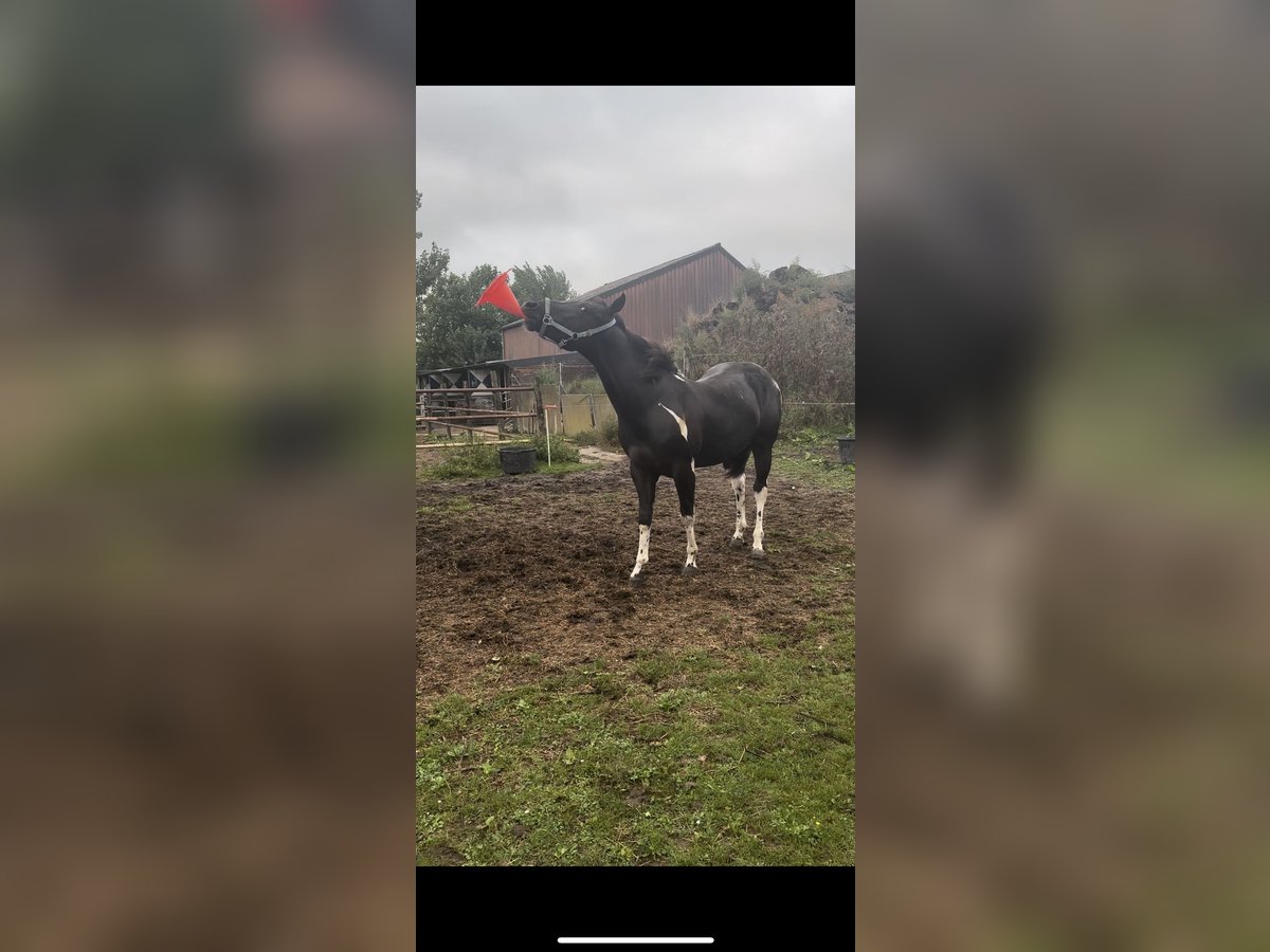 Paint Horse Stallion 1 year 14,2 hh Tobiano-all-colors in Alphen aan den Rijn