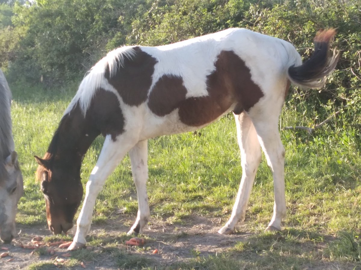 Paint Horse Stallion 1 year 14,2 hh Tobiano-all-colors in Saint-Gilles