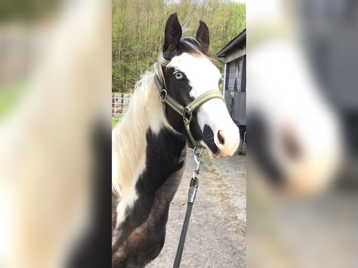 Paint Horse Stallion 1 year 14,3 hh Tovero-all-colors in Warburg