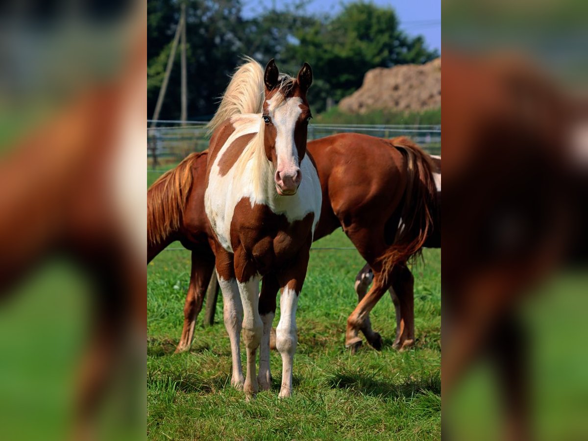 Paint Horse Stallion 1 year 14,3 hh Tovero-all-colors in Hellenthal