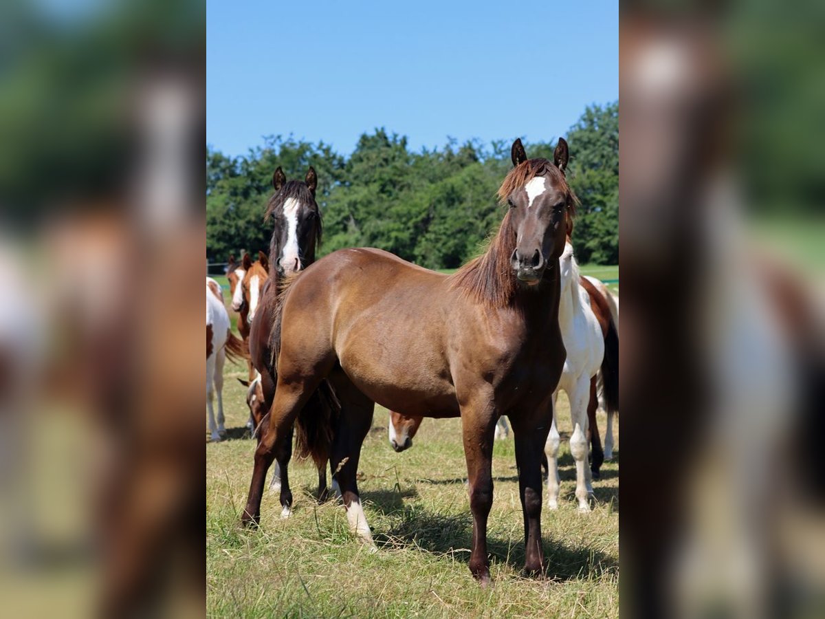 Paint Horse Stallion 1 year 14,2 hh Black in Hellenthal