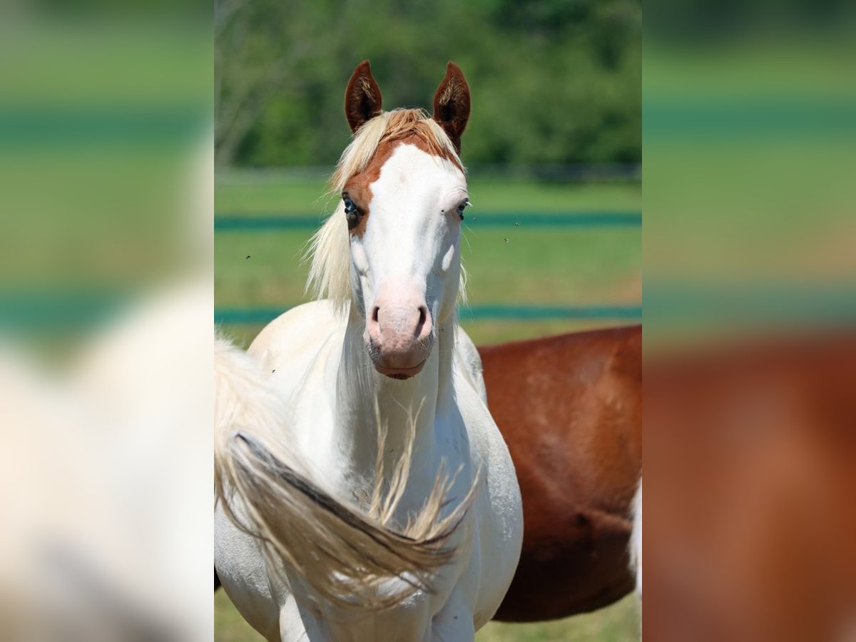 Paint Horse Stallion 1 year 14,2 hh Overo-all-colors in Hellenthal