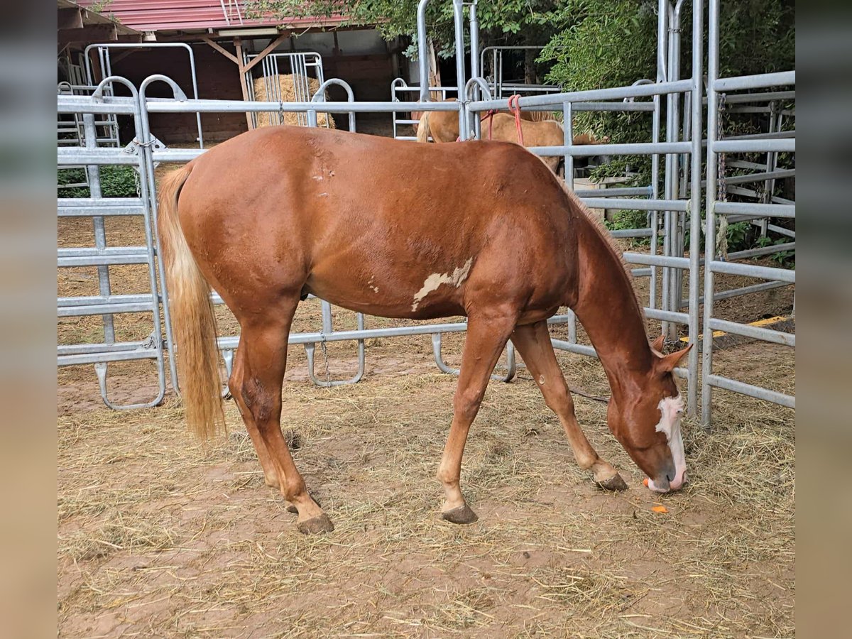 Paint Horse Stallion 1 year 14,3 hh Chestnut-Red in Kraichtal
