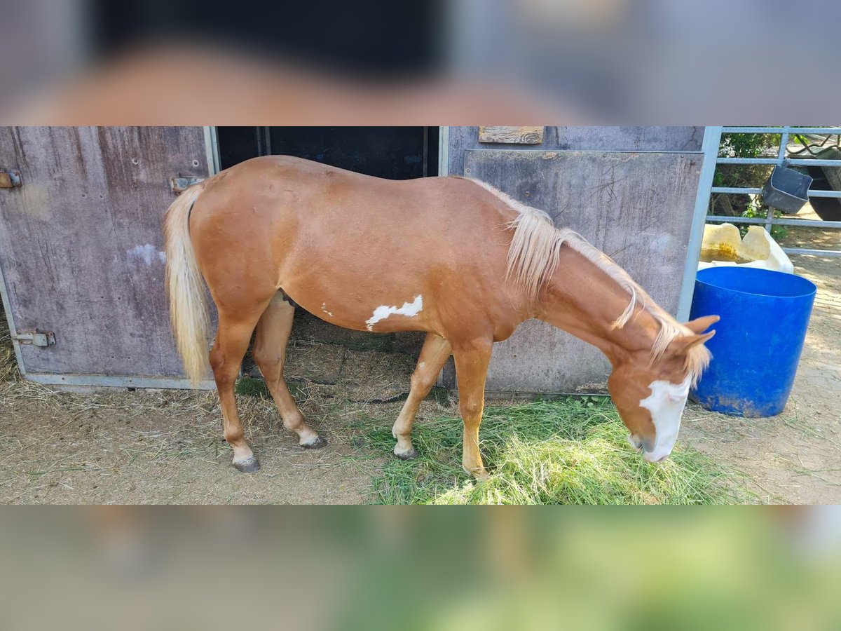 Paint Horse Stallion 1 year 14,3 hh Chestnut-Red in Kraichtal