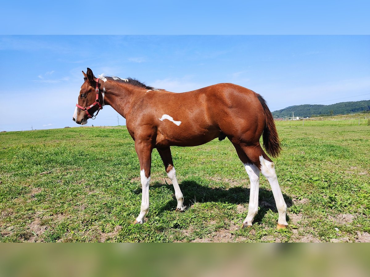 Paint Horse Stallion 1 year 15,1 hh Tovero-all-colors in Zakupy