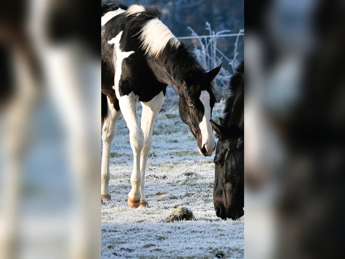 Paint Horse Stallion 1 year 15,3 hh Black in Pranzing