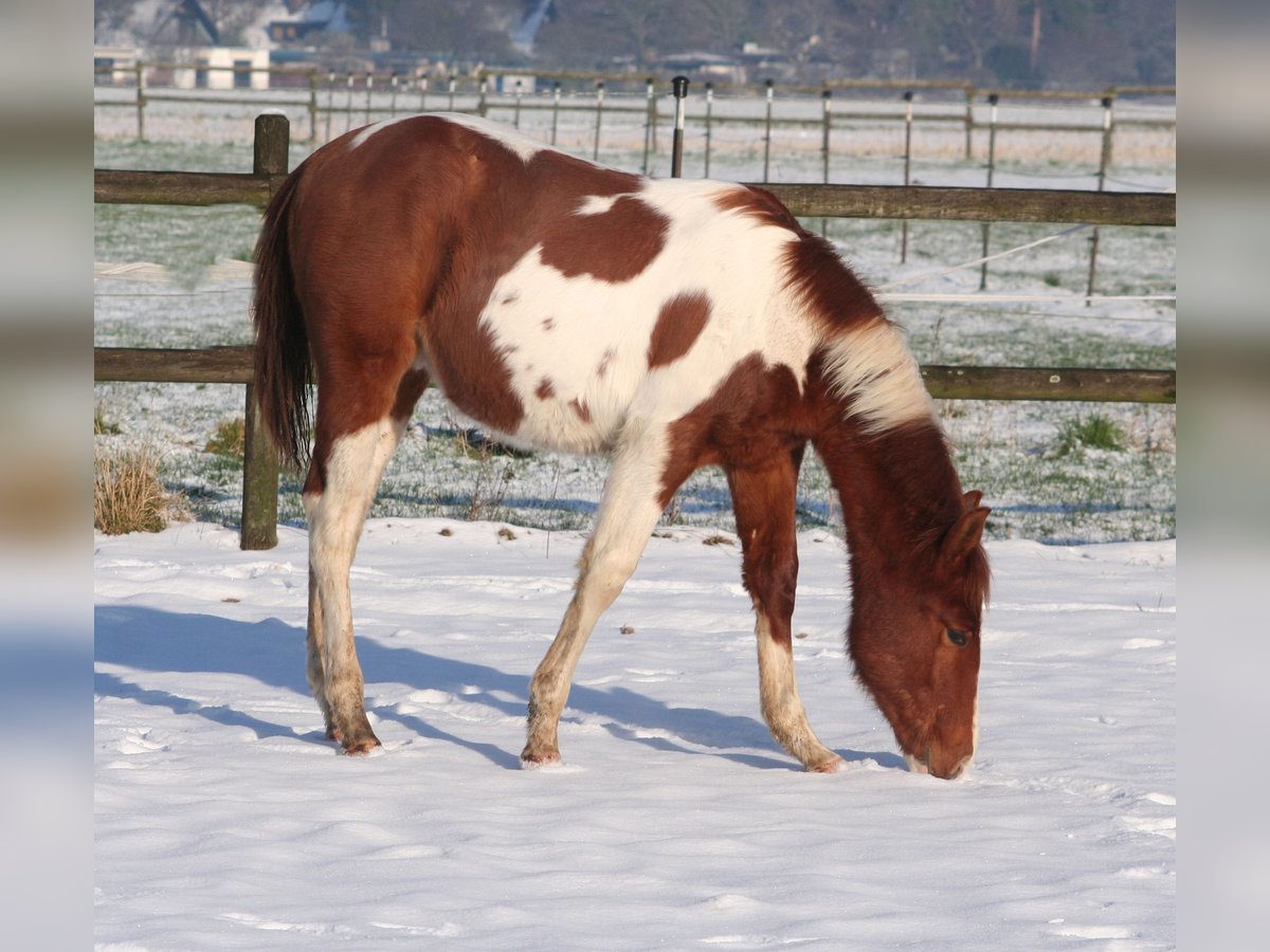 Paint Horse Stallion 1 year 15 hh Chestnut in Düsseldorf