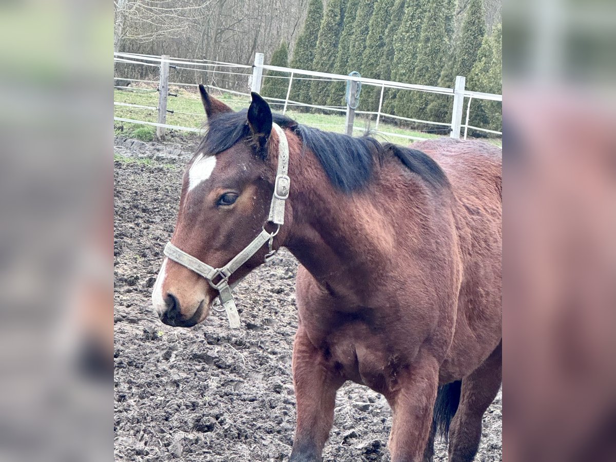 Paint Horse Stallion 1 year Brown in ObrażejowiceŁętkowice