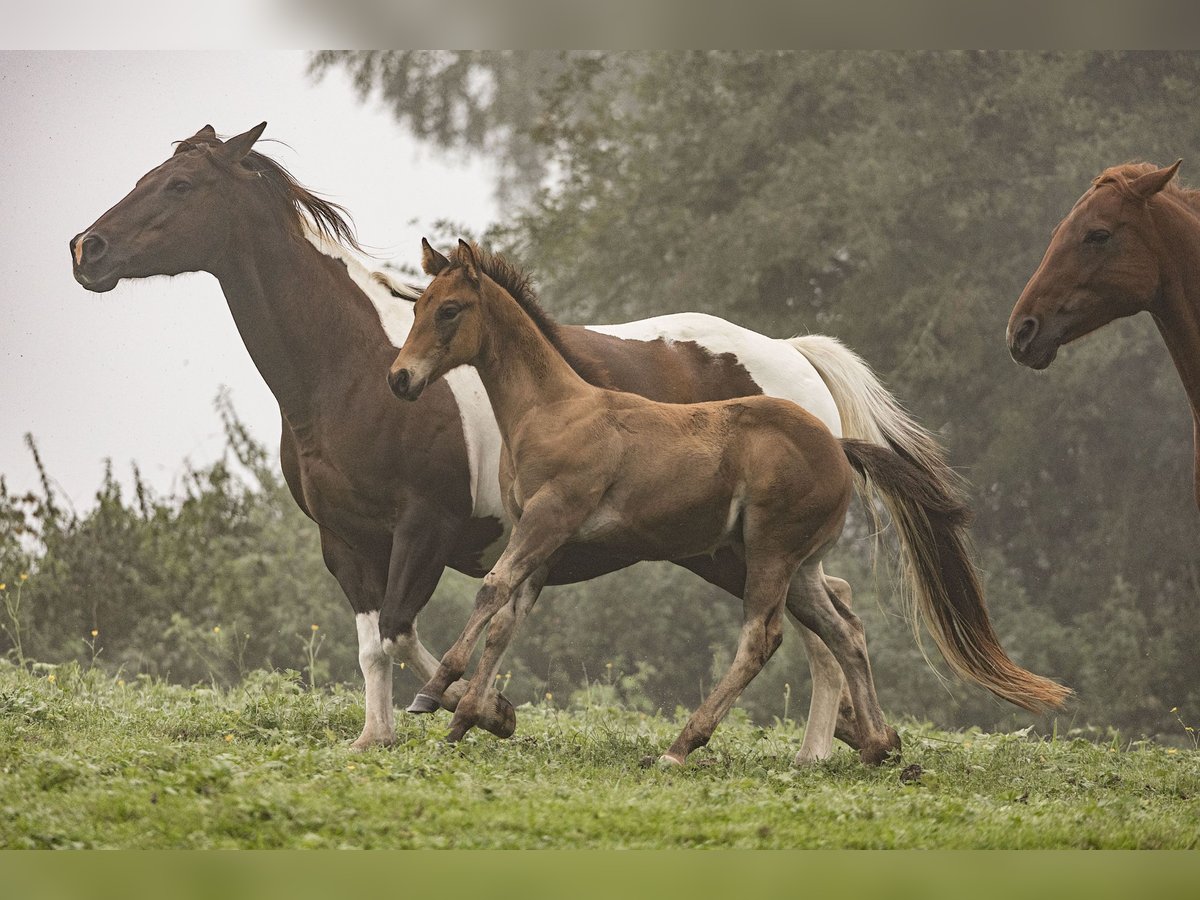 Paint Horse Stallion 1 year Buckskin in Dietenheim