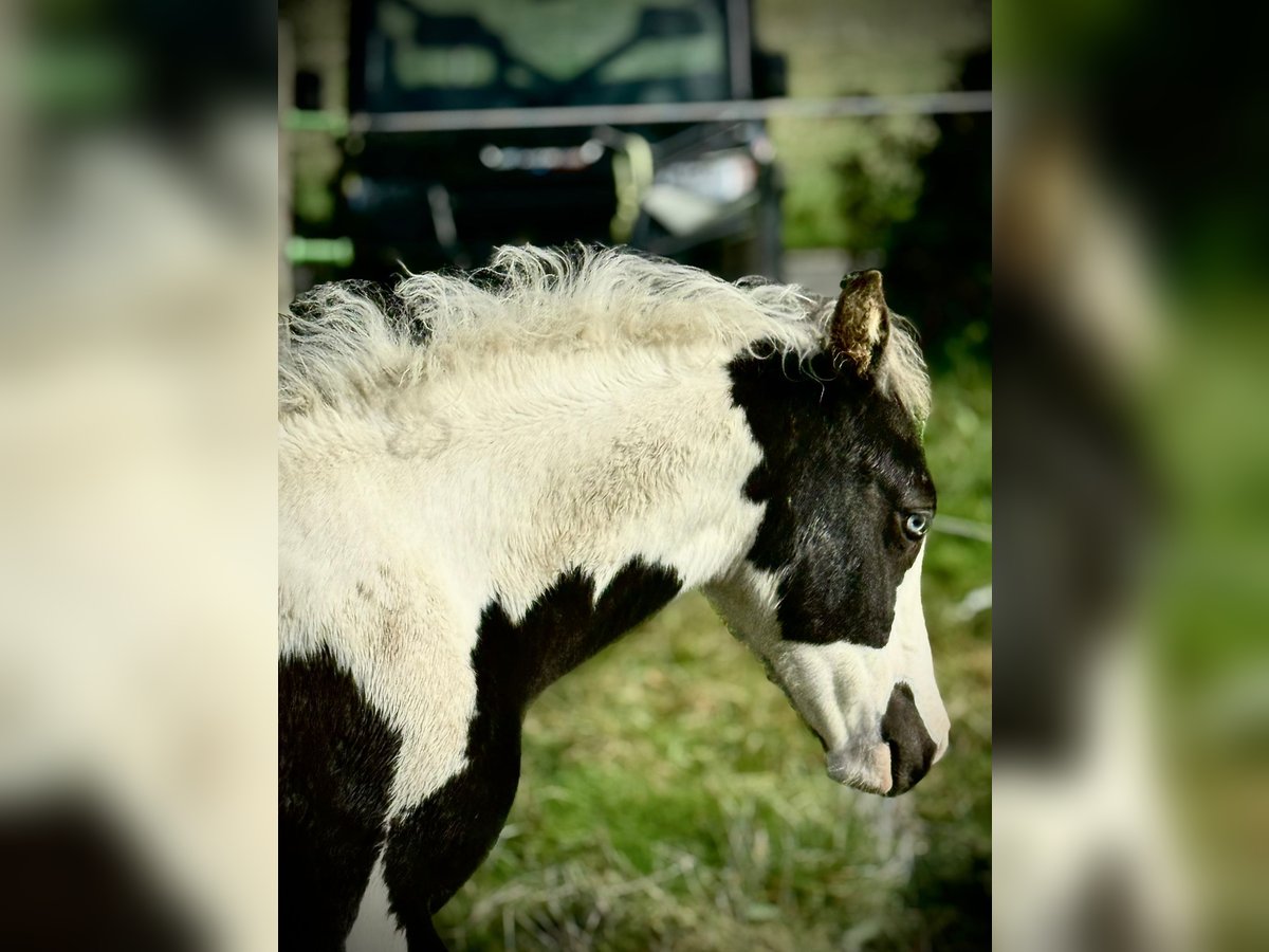 Paint Horse Mix Stallion 1 year Tovero-all-colors in Hennebont