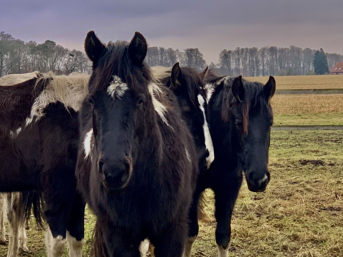 Paint Horse Stallion 2 years 14,3 hh Black in Bruchhausen-Vilsen