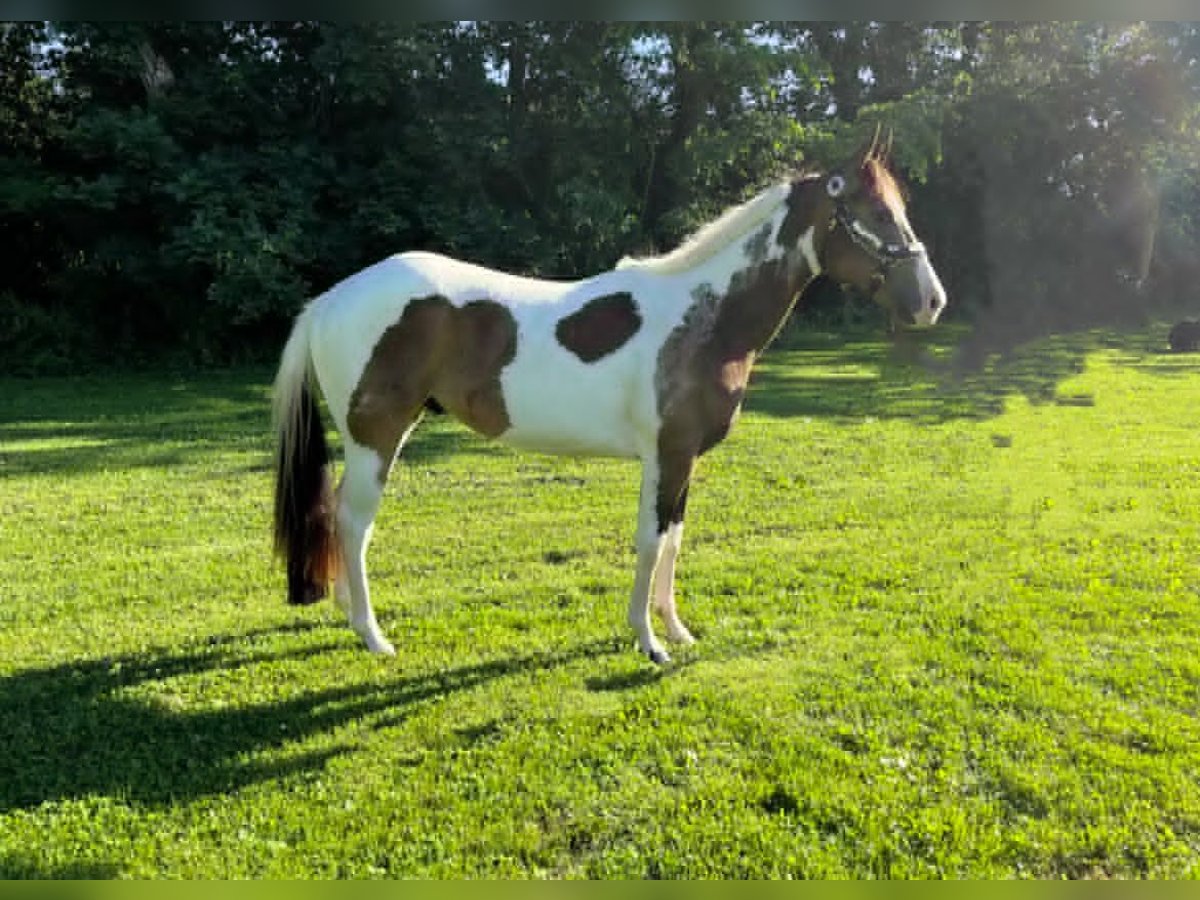 Paint Horse Stallion 2 years 14 hh Buckskin in New Orleans