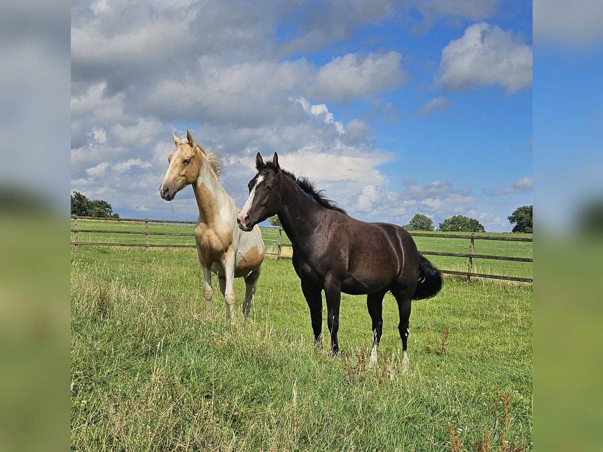 Paint Horse Stallion 2 years 14,3 hh in Eschweiler