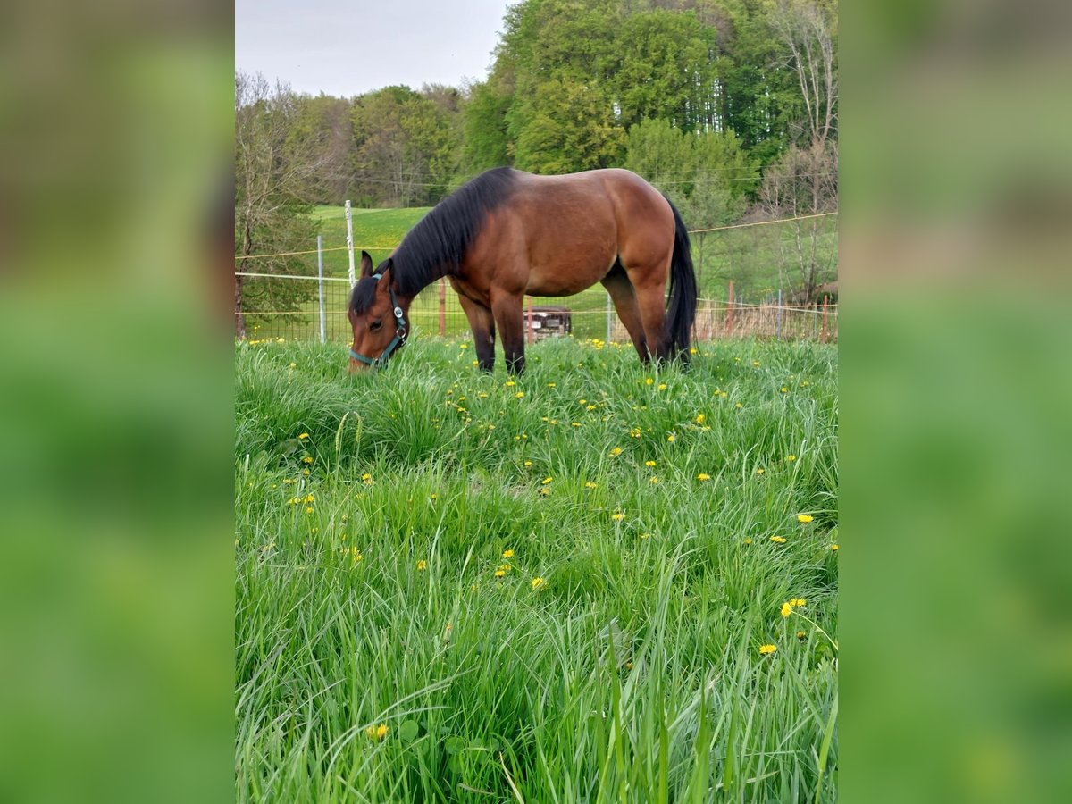 Paint Horse Stallion 2 years 15,1 hh in 5166 Perwang am Grabensee