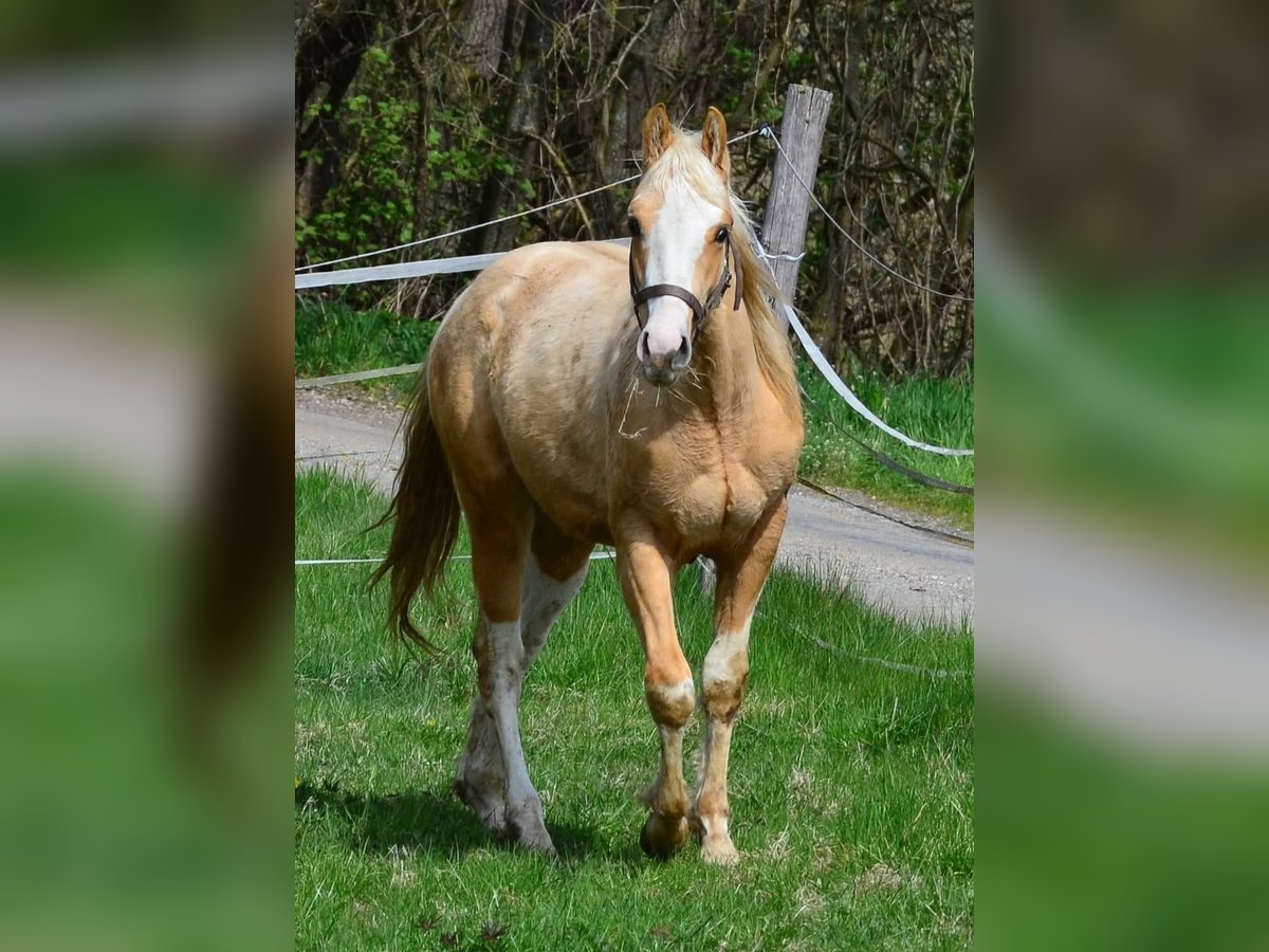 Paint Horse Stallion 2 years 15,1 hh Pinto in Buchbach