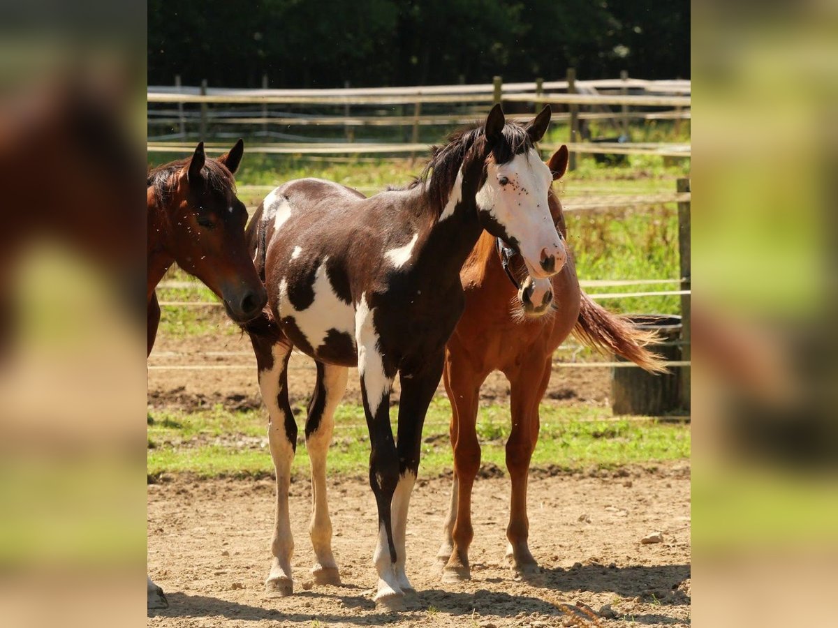 Paint Horse Stallion 2 years 15,2 hh Overo-all-colors in GABASTON