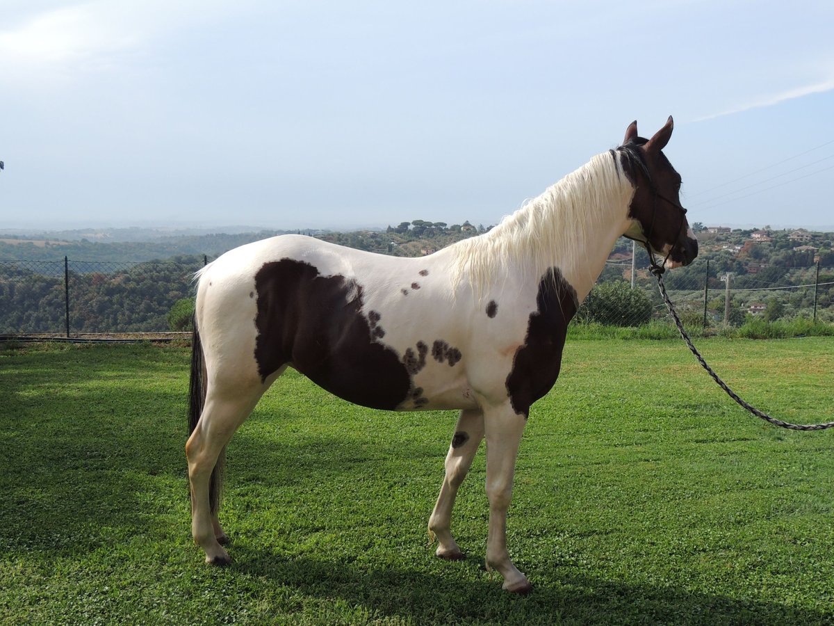 Paint Horse Stallion 2 years in Sacrofano