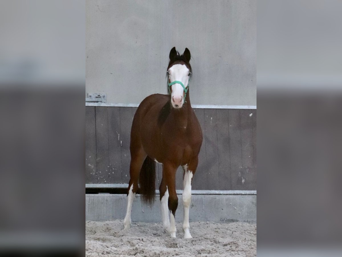 Paint Horse Stallion 3 years 14,2 hh Overo-all-colors in Beuningen