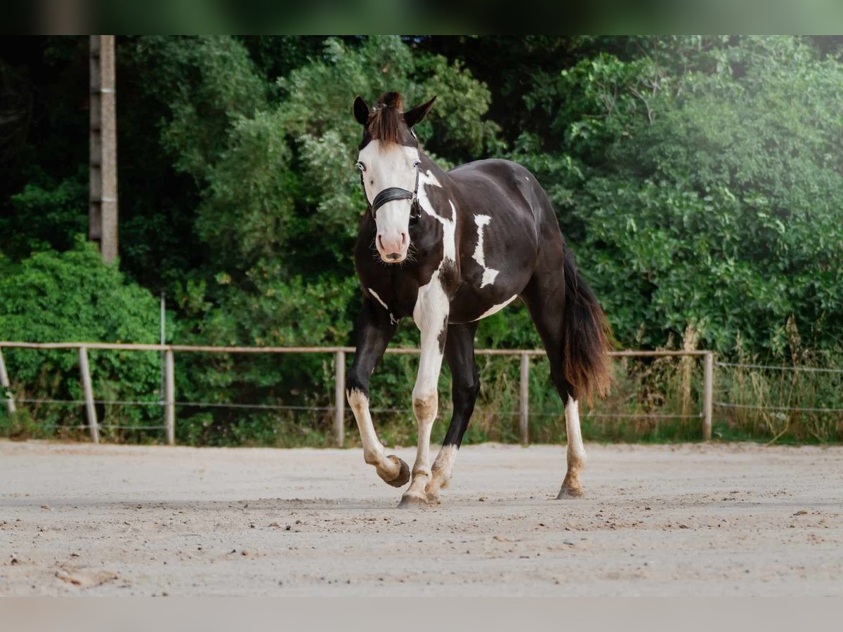 Paint Horse Stallion 3 years 14,3 hh Overo-all-colors in Toulon