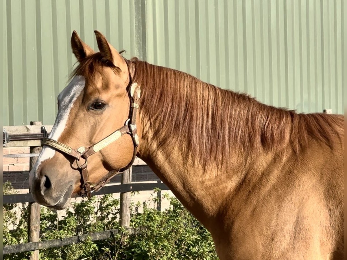 Paint Horse Stallion 3 years 14,3 hh Red Dun in Barneveld