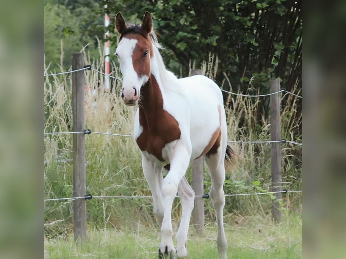 Paint Horse Stallion 3 years 15,2 hh Tovero-all-colors in Landgraaf