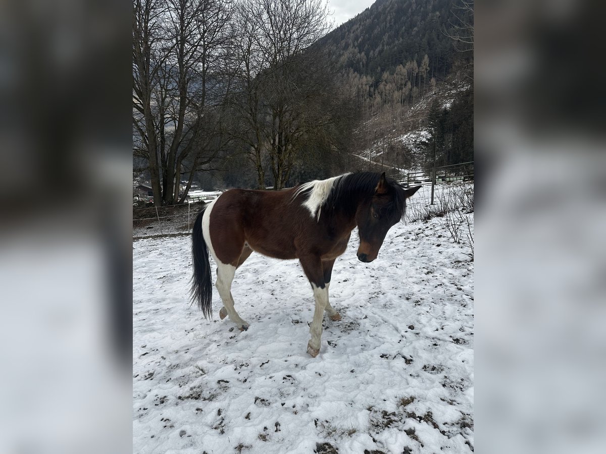 Paint Horse Stallion 3 years 15 hh Brown in Sand in Taufers