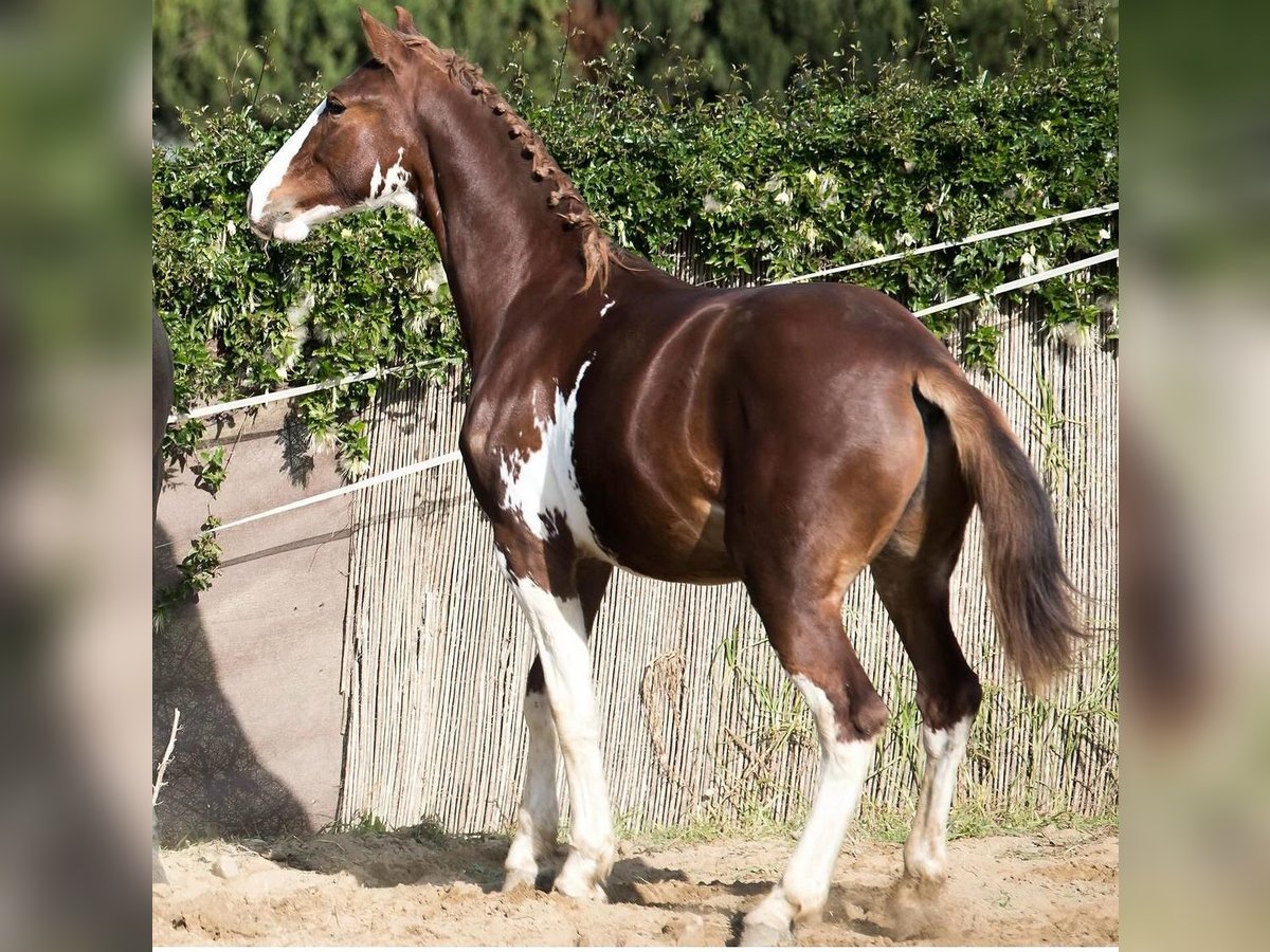Paint Horse Stallion 3 years 16 hh Pinto in Madrid