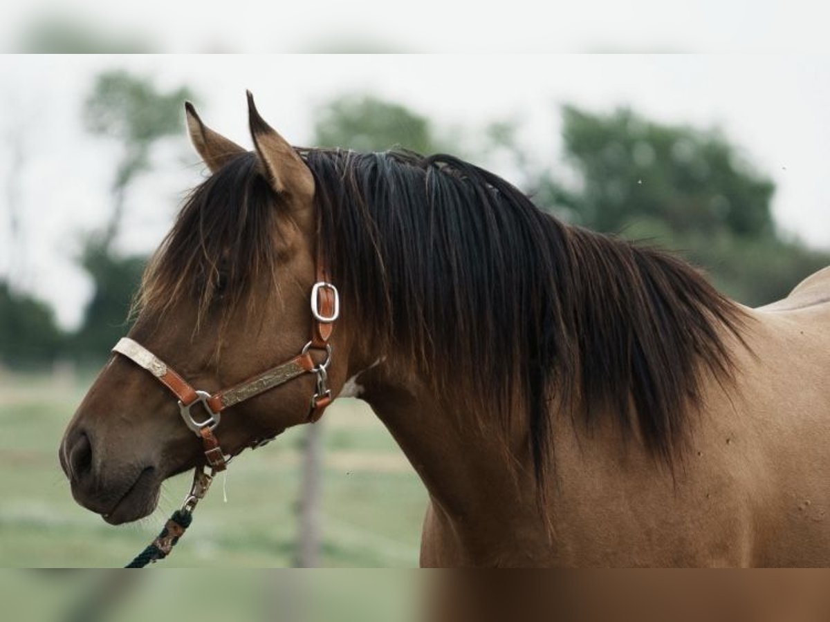 Paint Horse Stallion 3 years in Schattendorf