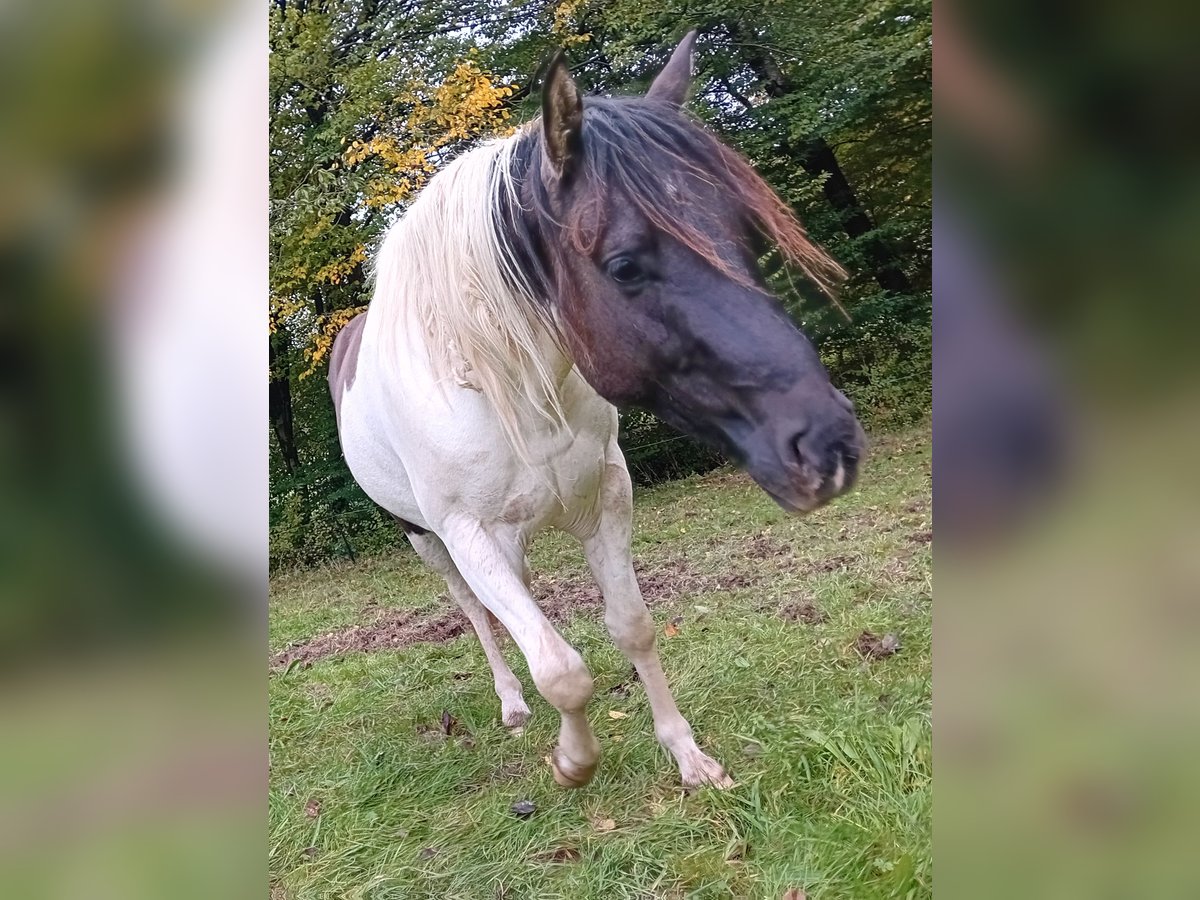 Paint Horse Stallion 4 years 14,3 hh Pinto in N&#xFC;mbrecht