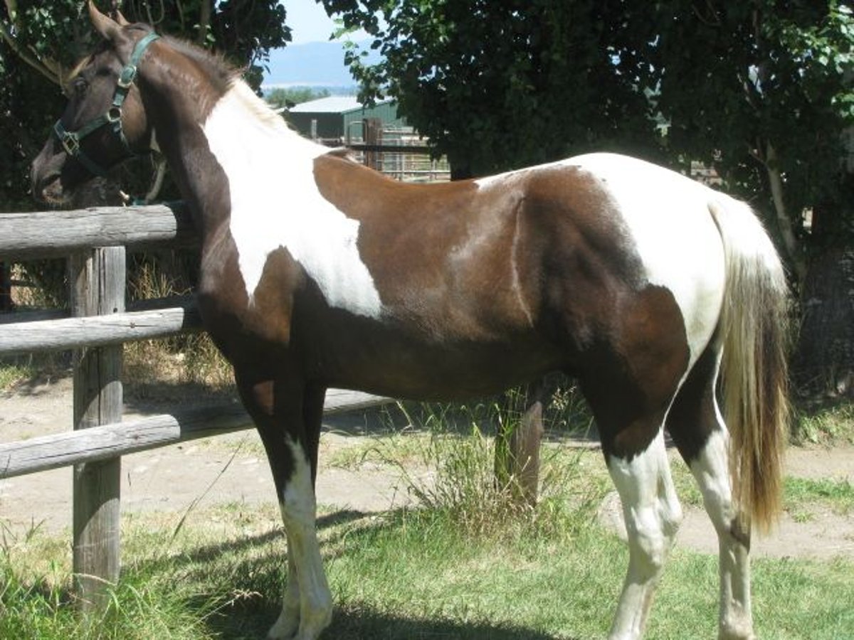 Paint Horse Stallion 5 years 15,2 hh Black in Victor, Montana