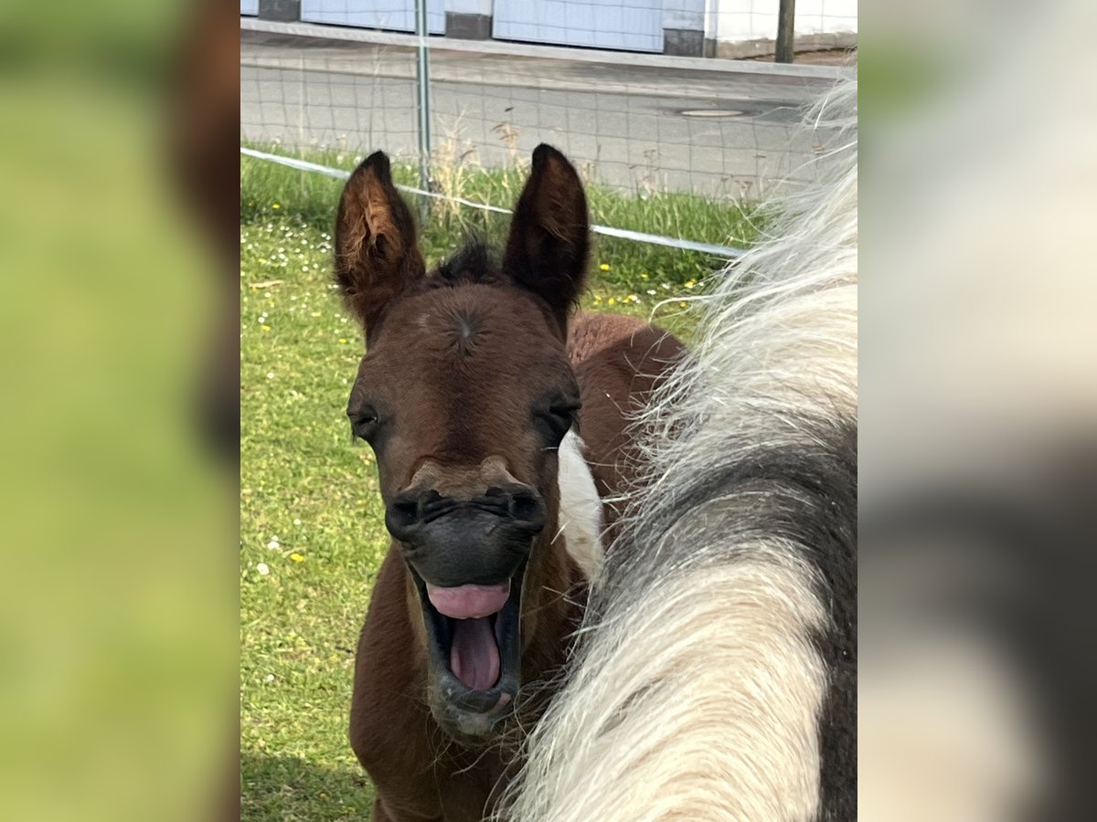 Paint Horse Stallion Foal (04/2024) 14,2 hh Tobiano-all-colors in Mellingen